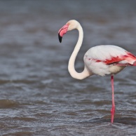 Обыкновенный фламинго