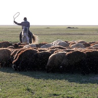 Выпас овец вблизи поселка Степняк