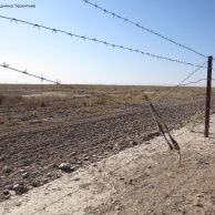 Останки джейрана, на пограничном заграждении на Южном Устюрте, на границе Казахстана с Туркменистаном