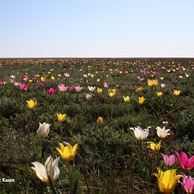 Тюльпаны Шренка