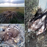 Жилое гнездо степного орла близ ЛЭП и погибшая самка