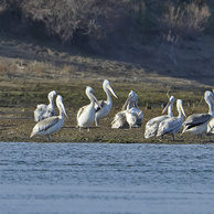 Пеликаны