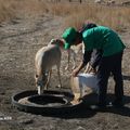 Ребята имели возможность кормить сайгаков