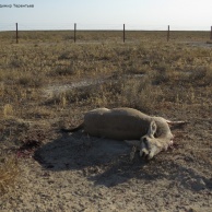 Джейран, погибший при попытке преодоления пограничного заграждения на чинке Капланкыр, на границе Казахстана с Туркменистаном