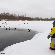 Наблюдение за водоплавающими в Астане