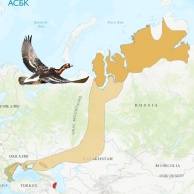 Карта мест обитания краснозобой казарки